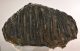 Mammuthus meridionalis tooth (6790 grams) Southern Mammoth