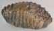 Mammuthus meridionalis tooth (6790 grams) Southern Mammoth