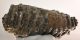 Mammuthus meridionalis tooth (6790 grams) Southern Mammoth
