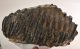 Mammuthus meridionalis tooth (6790 grams) Southern Mammoth