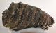 Mammuthus meridionalis tooth (6790 grams) Southern Mammoth