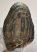 Mammuthus meridionalis tooth (6790 grams) Southern Mammoth