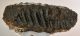 Mammuthus meridionalis tooth (6790 grams) Southern Mammoth