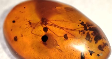  Spider fossil in amber from Dominica