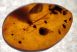  Spider fossil in amber from Dominica