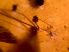 Pók fosszíliás borostyán Dominikából