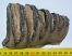 Mammuthus meridionalis részleges fog (715 gramm)