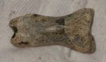 Ursus spelaeus ujjperc csont (41,6 mm)