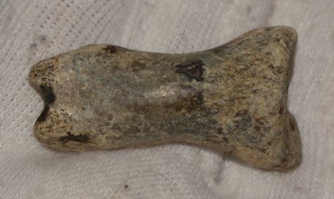 Ursus spelaeus ujjperc csont (41,6 mm)
