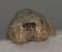 Ursus spelaeus ujjperc csont (41,6 mm)