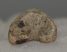Ursus spelaeus ujjperc csont (41,6 mm)