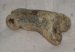 Ursus spelaeus ujjperc csont (41,6 mm)