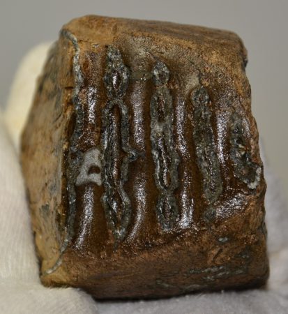 Mammuthus primigenius részleges fog (436 gramm)