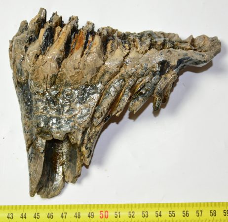 Mammuthus primigenius partial tooth (549 grams) SOLD (LL B) 02