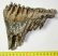 Mammuthus primigenius partial tooth (549 grams) SOLD (LL B) 02