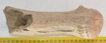 Megaloceros giganteus partial antler ( 240 mm)
