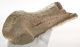 Megaloceros giganteus partial antler ( 240 mm)