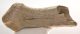 Megaloceros giganteus partial antler ( 240 mm)