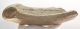 Megaloceros giganteus partial antler ( 240 mm)