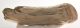 Megaloceros giganteus partial antler ( 240 mm)