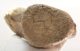 Megaloceros giganteus partial antler ( 240 mm)