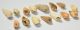 15 db Pirenella picta csiga kövület 