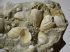 Cerastoderma vindobonense kagyló kövületek 