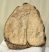 Mammuthus meridionalis részleges fog (756 gramm)