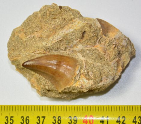Mosasaurus tooth in rock from Morocco