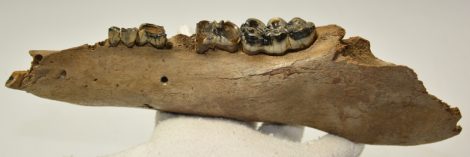 Sus scrofa partial jaw