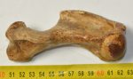Pagophilus groenlandicus fóka humerus csont (120,9 mm)