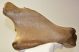 Rhinoceros partial plevis bone (310 mm x 151 mm)