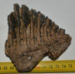 Mammuthus primigenius részleges fog (405 gramm)