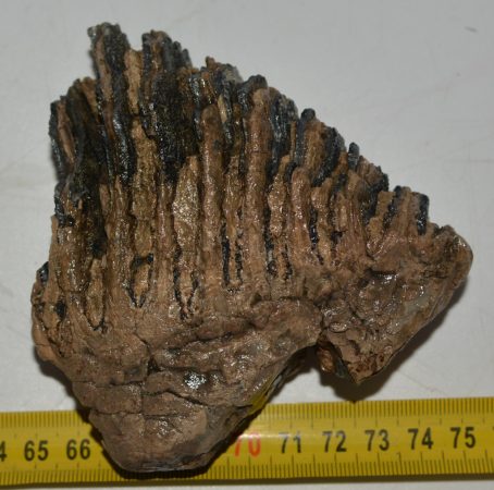 Mammuthus primigenius részleges fog (405 gramm)