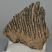 Mammuthus primigenius részleges fog (405 gramm)
