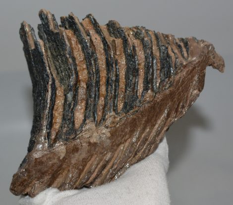 Mammuthus primigenius részleges fog (845 gramm)