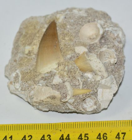 Mosasaurus tooth and cf. Jaekelotodus sp. shark tooth in rock