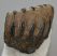 Mammuthus meridionalis részleges fog (1017 gramm) ELFOGYOTT (J) 06