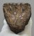 Mammuthus meridionalis részleges fog (1017 gramm) ELFOGYOTT (J) 06