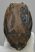 Mammuthus meridionalis részleges fog (1017 gramm) ELFOGYOTT (J) 06
