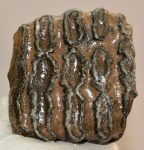 Mammuthus meridionalis részleges fog (1155 gramm)