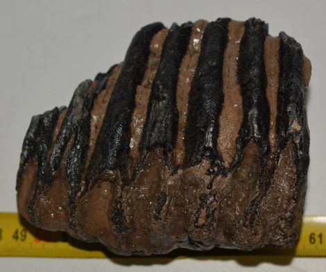 Mammuthus sp. részleges fog (809 gramm)