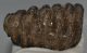 Mammuthus sp. részleges fog (809 gramm)