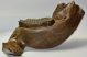 Mammuthus primigenius partial jaw (10,6 Kg) Woolly Mammoth