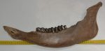 Bison priscus lower left jaw (497 mm)