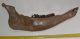 Bison priscus lower left jaw (497 mm) Bison priscus lower left jaw (497 mm)