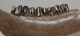Bison priscus lower left jaw (497 mm) Bison priscus lower left jaw (497 mm)