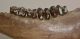Bison priscus lower left jaw (497 mm) Bison priscus lower left jaw (497 mm)