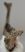 Bison priscus lower left jaw (497 mm) Bison priscus lower left jaw (497 mm)
