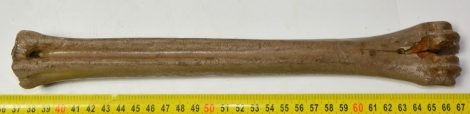 cf. Cervus deer metatarsus bone (299 mm) SOLD (JS) 04